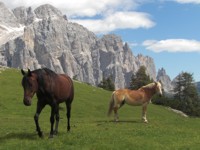 cavalli in libertà - piana vicino Malga Pelsa