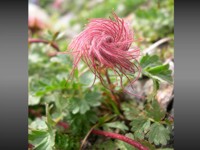 Fiori in Val Fredda di Anterselva - Pulsatilla alpina