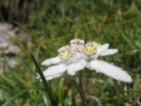 Micro mondo che vive in un prato fiorito