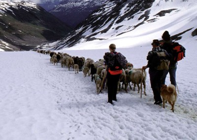 Transumanza in val Senales